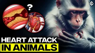 Why Animals Don't Have Heart Attacks Like Humans? Heart Attacks Explained