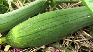 Plant Music of loofah🥒Gorgeous melody that revives. For meditation🙏, studying, children's room, etc.