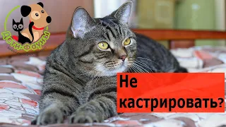 Можно ли не кастрировать кота?