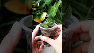 Why Propagation Box? - Propagate Hoyas