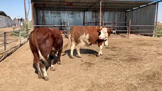 Cow series that don't like bulls 1