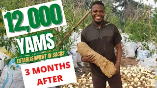 COMMERCIAL YAM FARMING IN SACKS/  Step by step process how to plant yam in bags/ 12,000 yams in sack