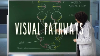 Neuroanatomy S1 E6: Visual Pathways #neuroanatomy #ubcmedicine