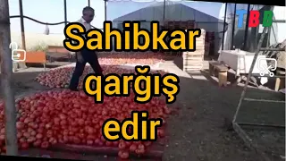 Şəmkirdə pomidor əllərdə qaldı