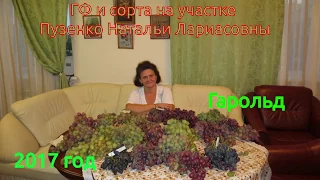 Виноград  Гарольд- роскошный мускат и высокое сахаронакопление! (Пузенко Наталья Лариасовна )