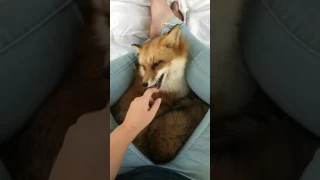 Pet Fox Cuddling Her Human