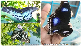 Papilio Polymnestor🦋||Blue Moon And Blue Tiger Butterfly🦋||Beutiful Butterfly Video.📷#robiulmolla786