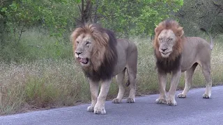 The Incredible Bond Between Lion Brothers