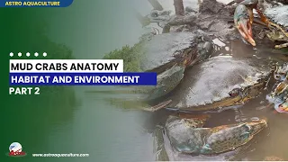 Dissection of Mud Crab & Habitat of Mud Crabs Part-2