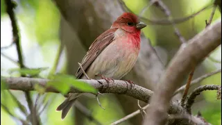 COMMON ROSEFINCH - spring song / Обыкновенная чечевица - весенняя песня