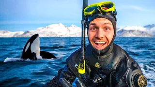 Swimming with Wild Orcas in Norway (incredible encounters)