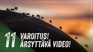 HYTTYNEN ON VAELTAJAN YSTÄVÄ 🦟 – Vuoden ärsyttävin video | 🎅 Joulukalenteri #11