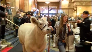 Grand Champion steer graces lobby of Brown Palace hotel.