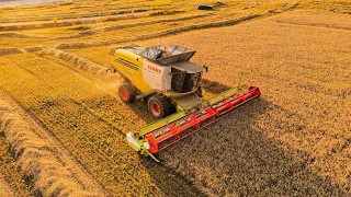 Claas Lexion 770 - harvest 2023