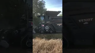 Modern Fendt Ideal Harvester !! #shorts