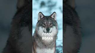 Волчий язык🐺 Вой, рычание, лай волков