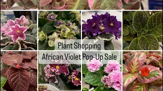 Plant shopping - African Violet Pop-Up Sale