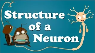Structure of a Neuron | #aumsum #kids #science #education #children