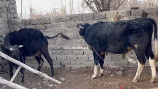 Amazing bull meeting! cow | Village animals |