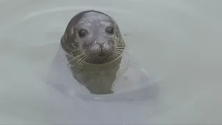 The Cornish Seal Sanctuary is reopening on 19th of June!