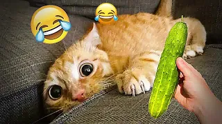 😆😂 Best Cats and Dogs Videos 🤣😂 Best Funniest Animals Video 2024 # 17