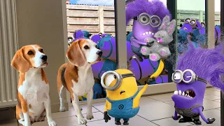 🌟💜Best Of The Minions in Real Life Compilation 2💜🌟Purple Minions living with Funny Dogs