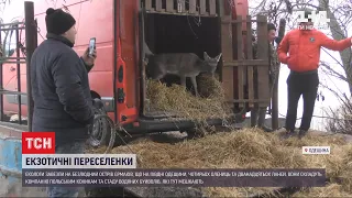 На острів Єрмаків завезли благородних олениць та ланей, аби ті приманювати екотуристів