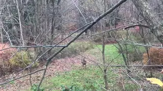 2017 crossbow hunt in pa !