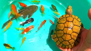 TOP Videos-Find cute balloon smallfish, goldfifh, molly, koi, angel, betta, tigerbarb, oranda, angel