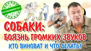 Собаки: боязнь громких звуков. Кто виноват и что делать?