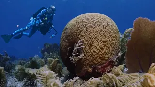 Recifes de Coral Pelos Mares do Mundo - Documentário Completo - Lawrence Wahba