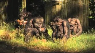 De chimpansees krijgen kokosnoten | Burgers' Zoo Natuurlijk | Arnhem