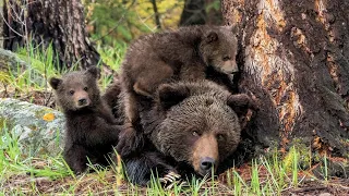 Grizzly and Her Newborns - First Sighting