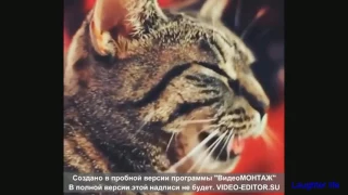 Смешные кошки 2017, funny cats 2017