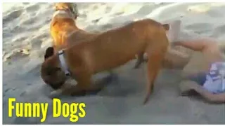 Funny Dogs. Funny Video