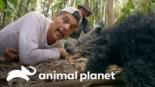 Darran vê um binturong e Frank se aproxima de serpente | Wild Frank vs Darran | Animal Planet Brasil