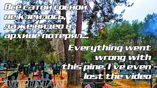 Режем двойную сосну на кладбище We are cutting down the double stem pine at the cemetery