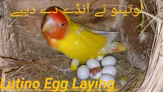 Lovebird Lutino Egg Laying setup/ #lovebirds #breeding #egglaying #smallbusiness #viralvideo