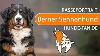 ► Bernese Mountain Dog [2020] History, Appearance, Temperament, Training, Exercise, Care & Health