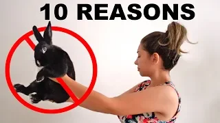 10 REASONS YOU SHOULD NOT GET A RABBIT