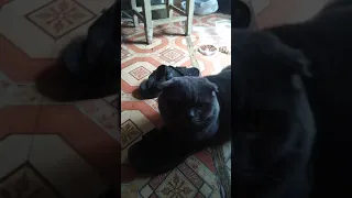 кот, когда хочет кошку
