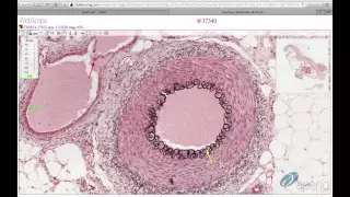 Histology Helper - Circulatory System Histology