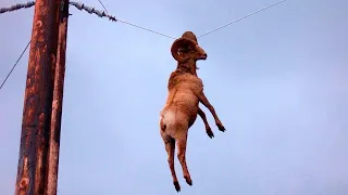 Animales Teniendo Los Momentos Más Vergonzosos