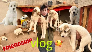 Aj Dog Or Lamb ki Friendship Lgwai😍#vlog #trending #shortfeed #minivlog #youtubeshorts #minivlog