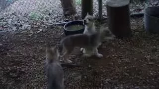 Wolf puppies join in howling with the Pack