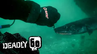 Steve Meets the Feared Conger Eel! | Deadly 60 | BBC Earth Kids