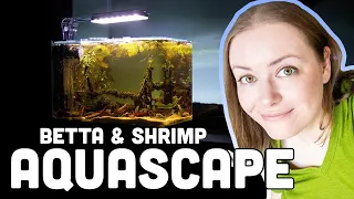 Blackwater Betta & Shrimp Setup 🍂 Aquatop Pisces aquascaping contest 2022