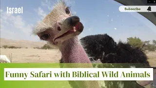 4K Amazing Safari. Funny Scenes with Wild Animals. Endangered species of biblical  Animals.