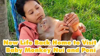 New Life Back Home to visit baby monkey Nui and Poni
