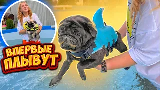 БАКС и ФУНТ Впервые ПЛАВАЮТ в БАССЕЙНЕ!💦 Мопсы Купаются В ВОДЕ!😍